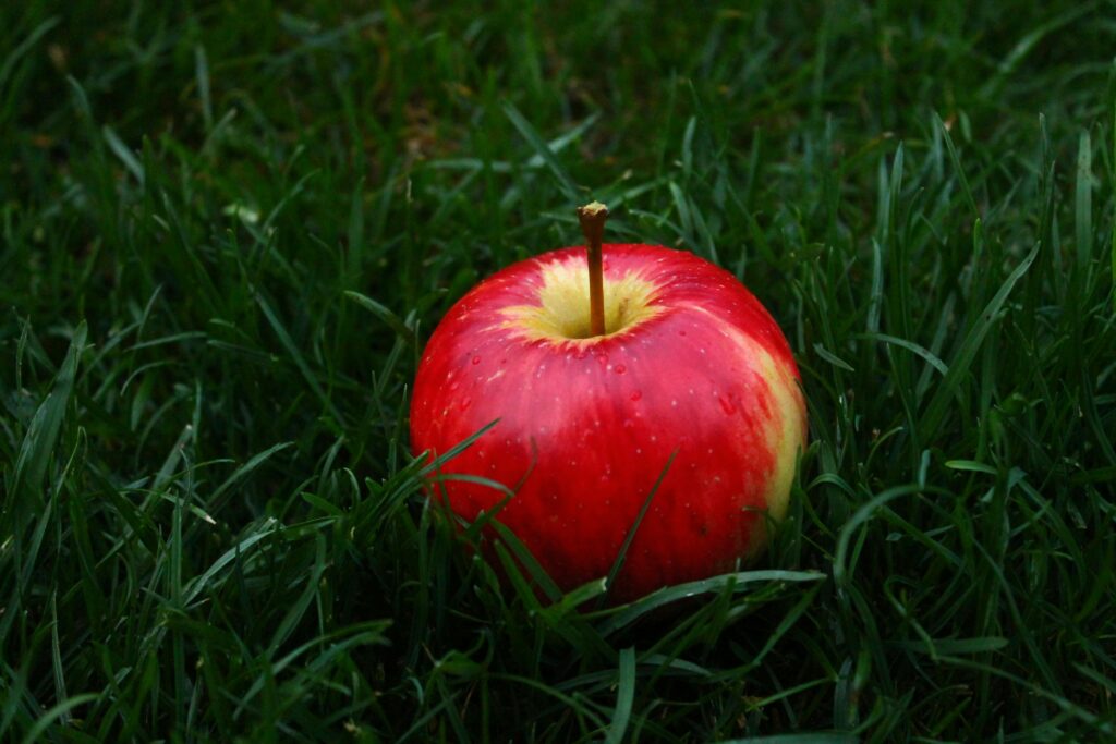 A vibrant red apple with water droplets sitting on lush green grass.