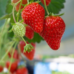 2025 Spring Fruit Guide: What’s In Season Now?
