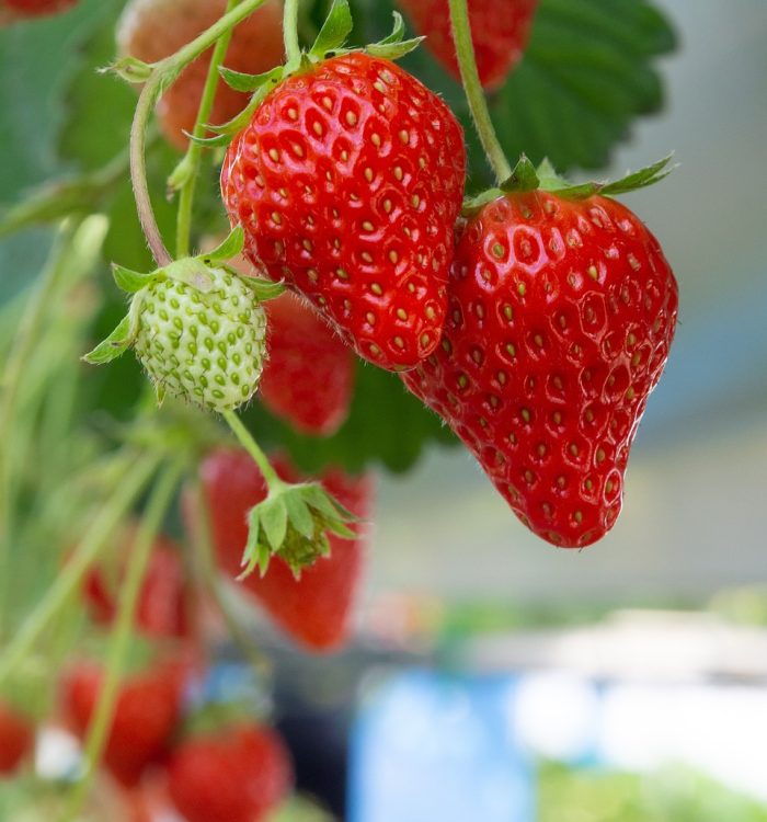 2025 Spring Fruit Guide: What’s In Season Now?